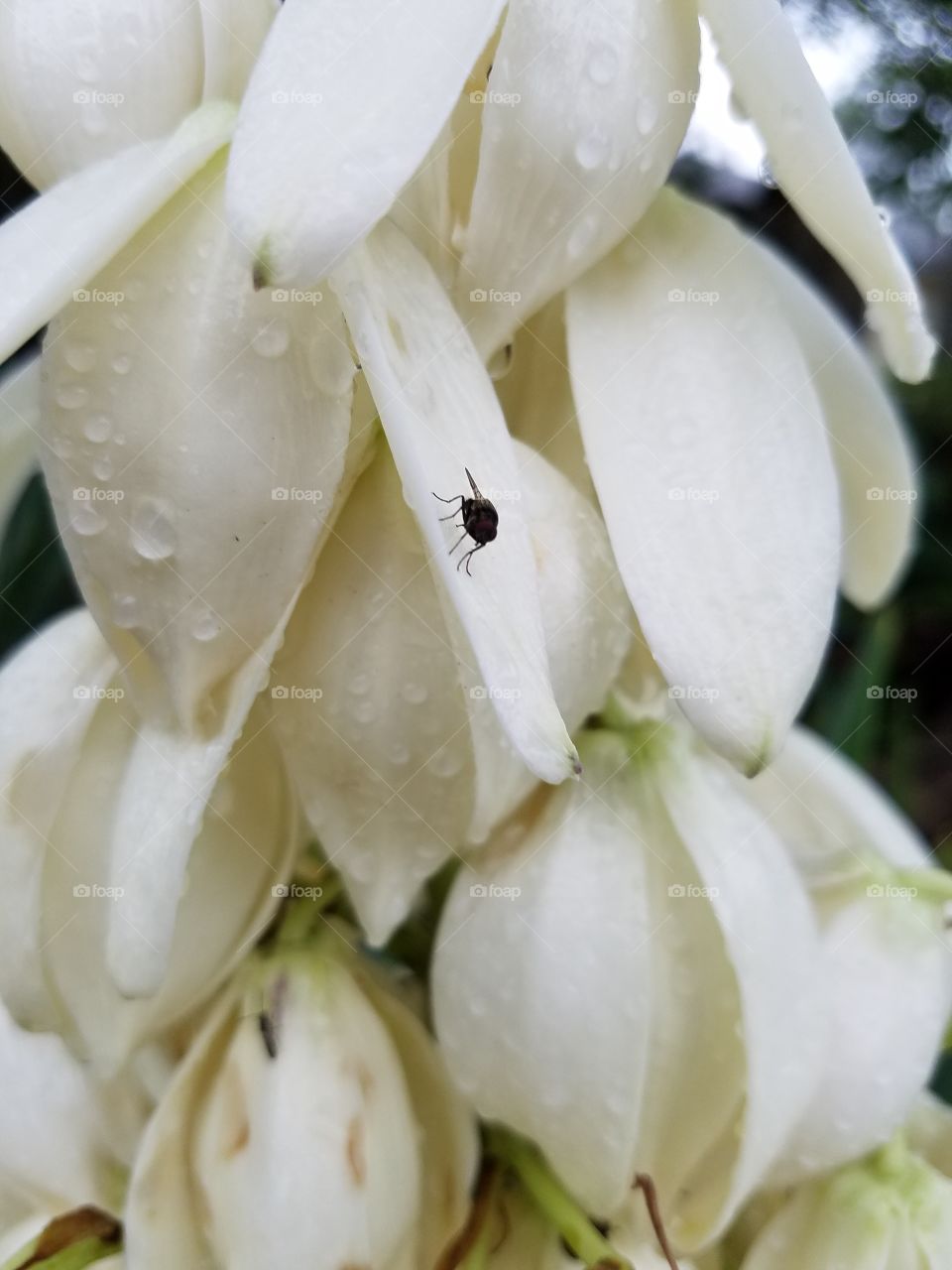 fly on yuka plant