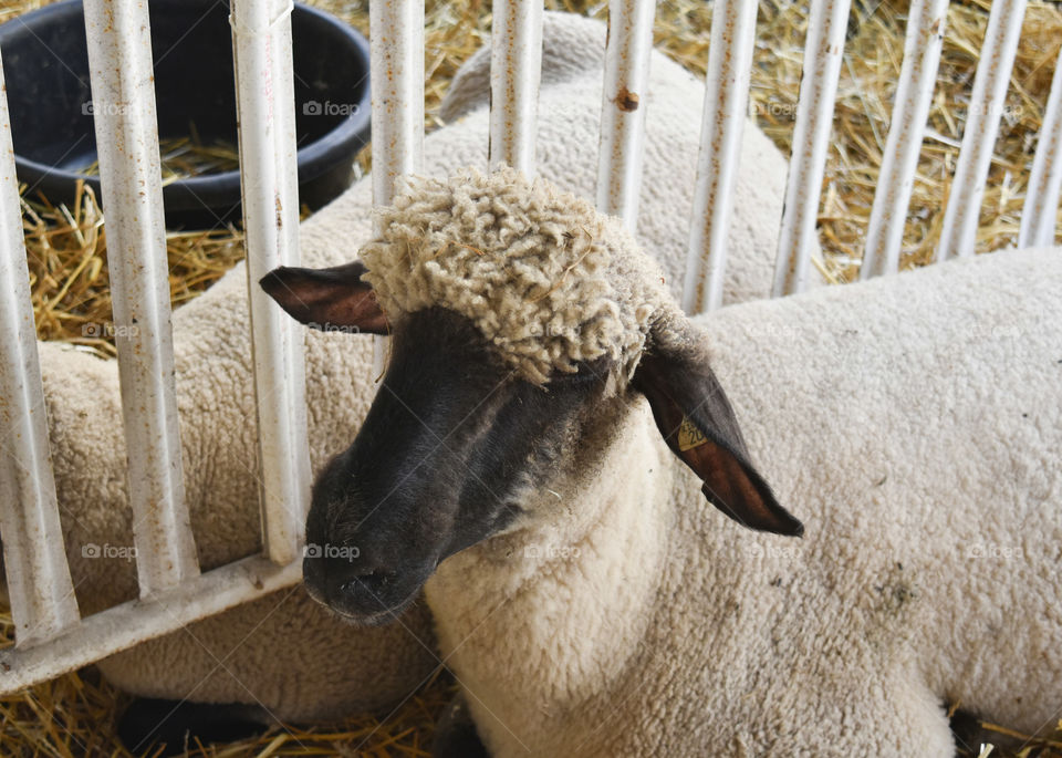 Sheep on display at state /county fair