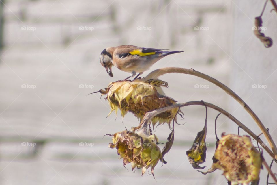 A goldfinch bird on a dry sunflower.
