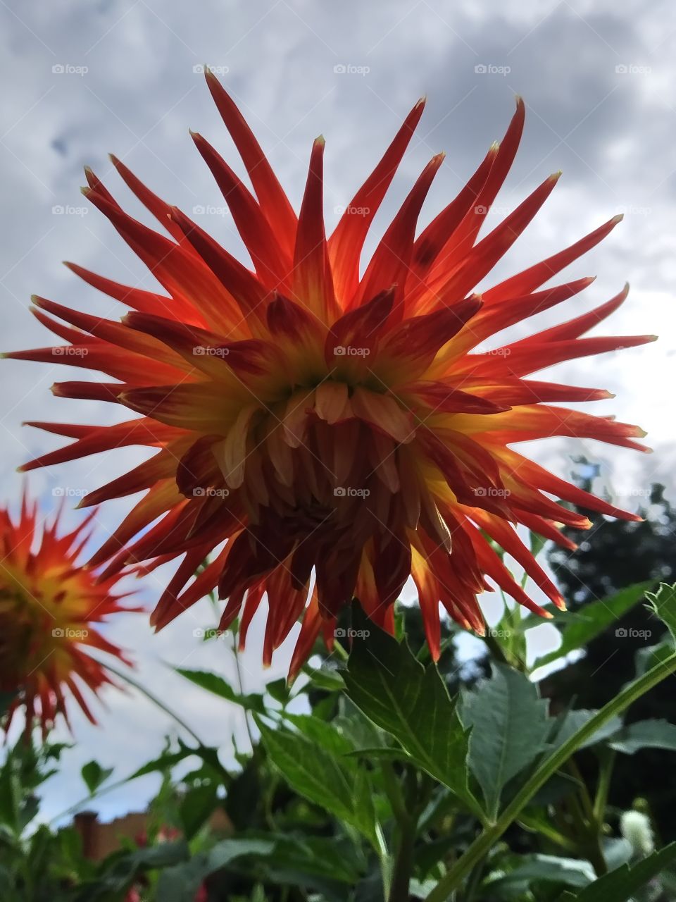 Red Dahlia