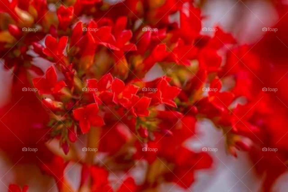 Tiny red flowers 