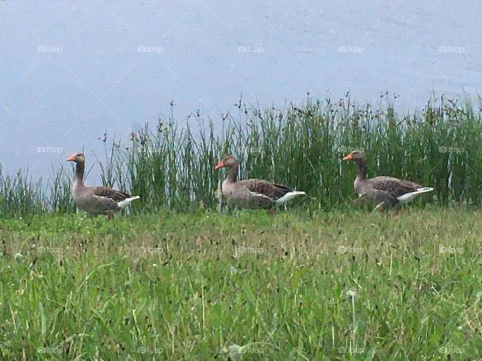 Three waddling geese