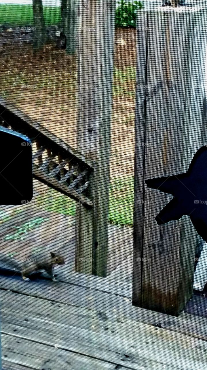 little squirrel waiting for breakfast on the deck