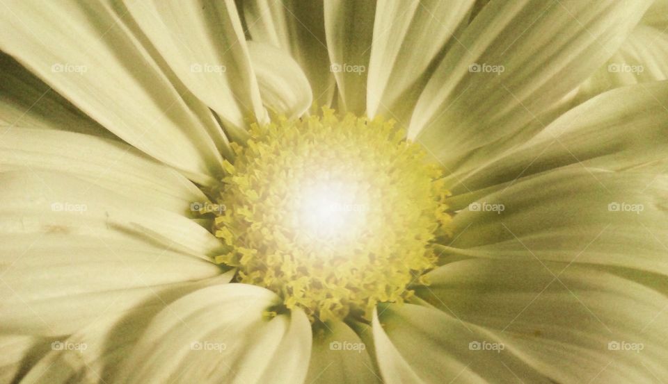 sun burst flower