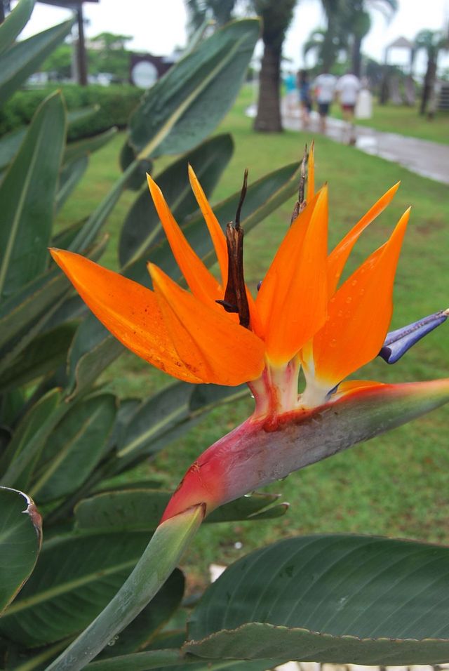 orange flower