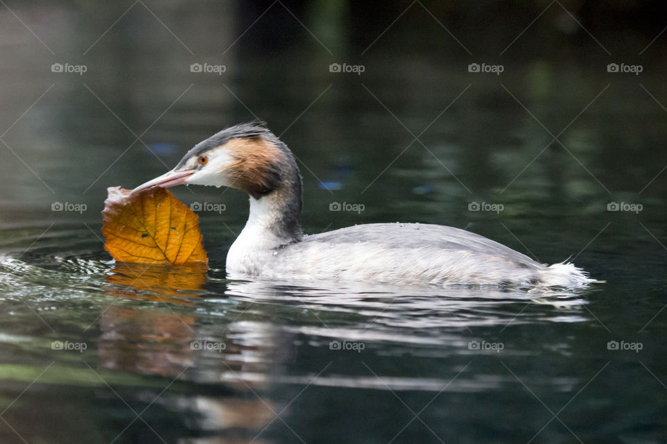 Bird carrying leaf while swimming in lake