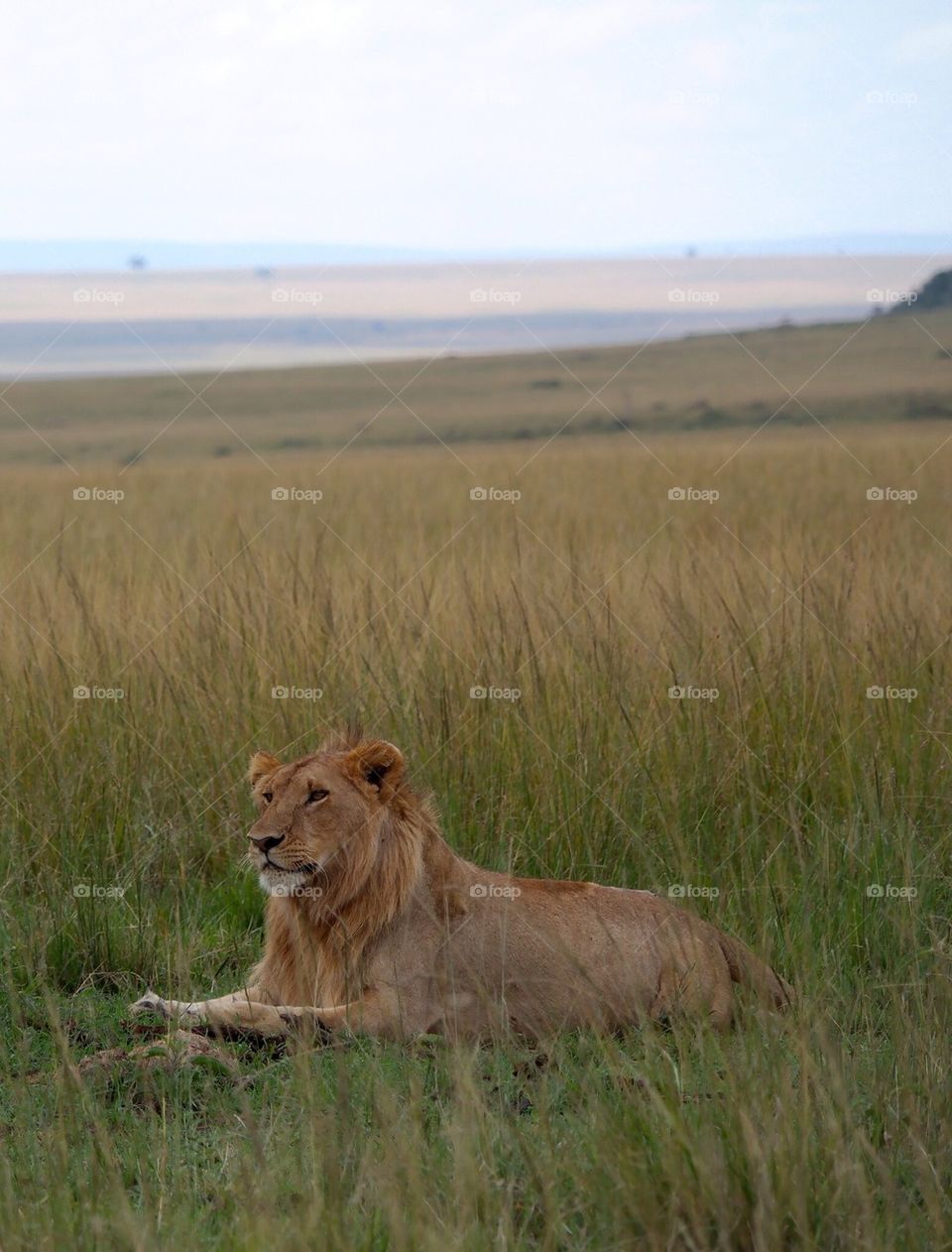High angle view of lion sitting on grass