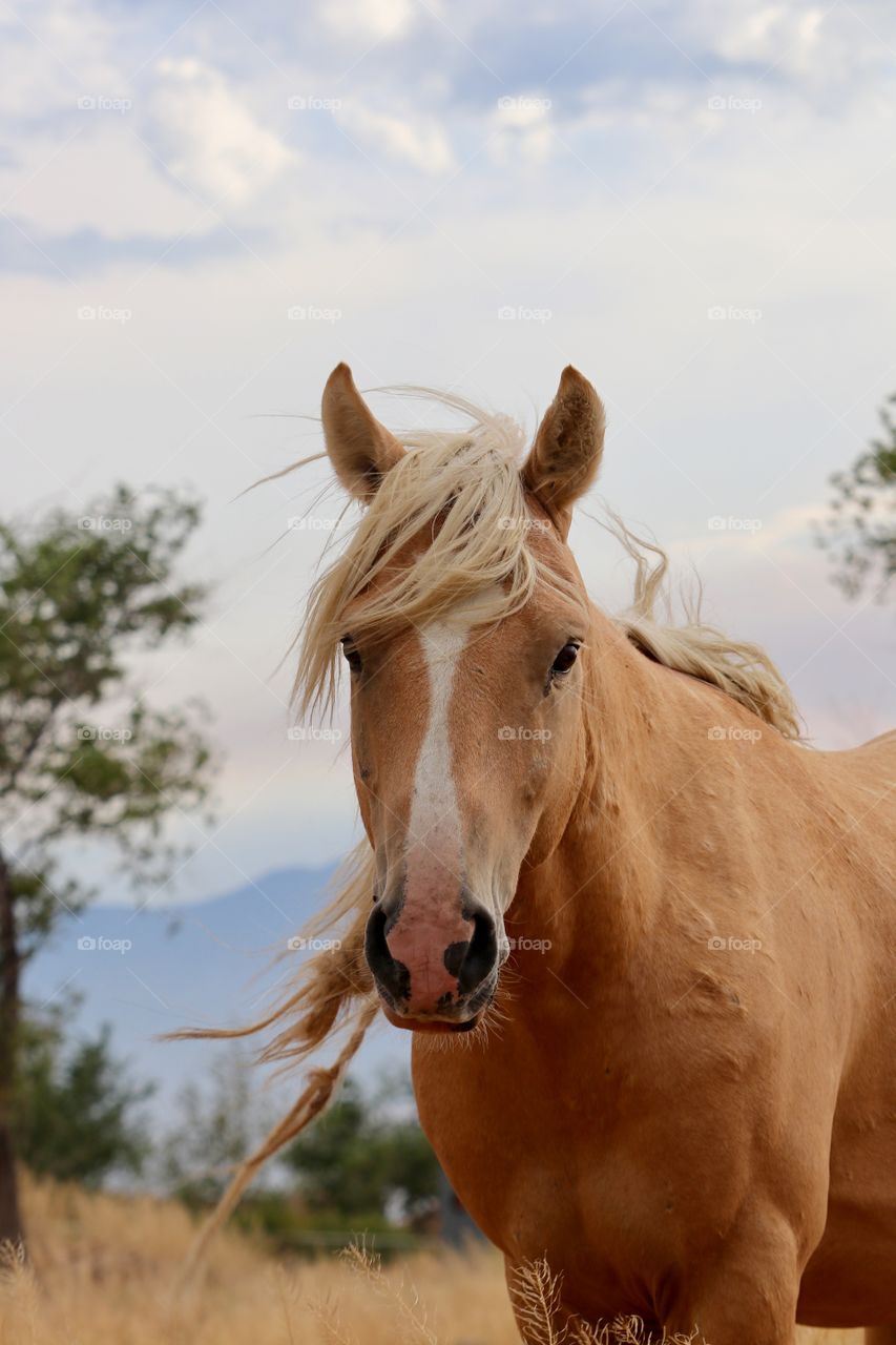 Handsome wild stallion Palomino in the high sierras of Nevada facing camera closeup mountains in distance 