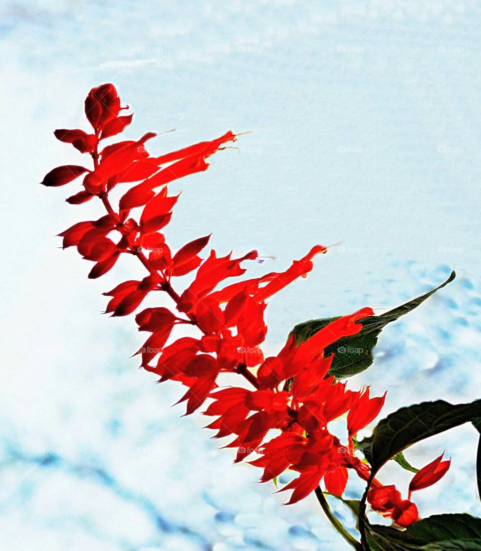 Flor vermelha ornamental. Sàlvia de jardim