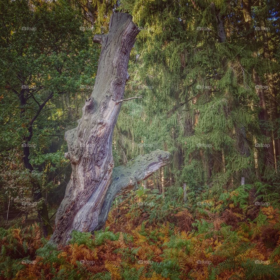 Very old tree stomp in fairytale forest