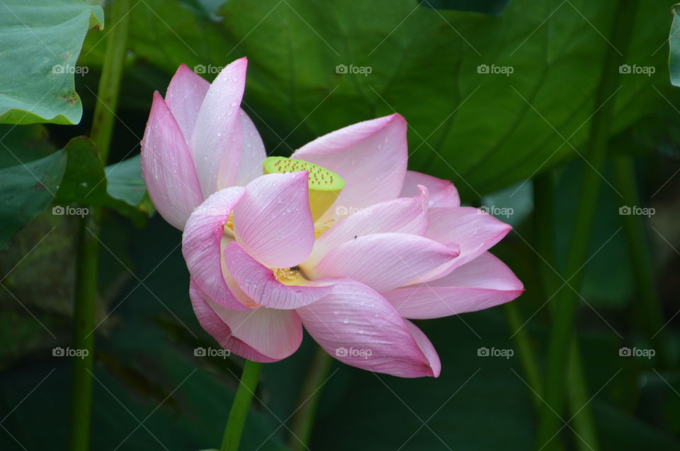 Japanese Water Lilly In A Pond