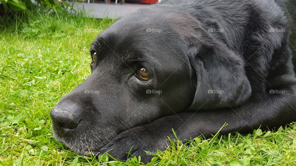 Black labrador retriever. My dog was looking at dad at the barbecue and I thought it was adorable :)