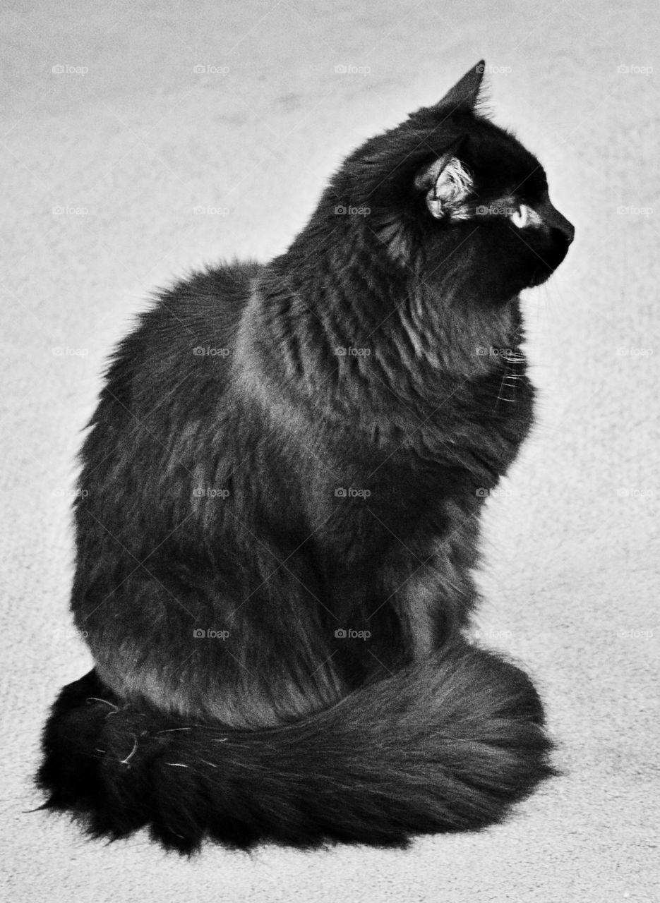 Black Cat Beautiful 
