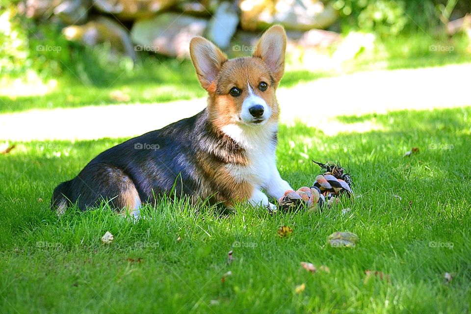 What?. Cute puppy with its toy