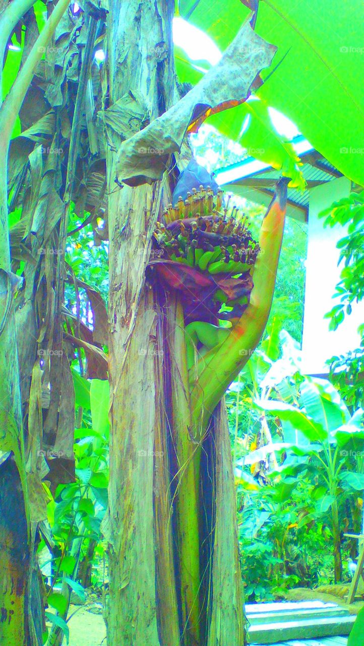 The wonders of nature!
@Banana tree bears fruit on its body..