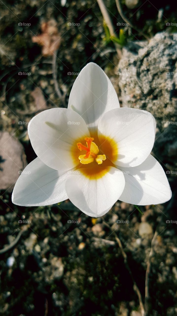 White crocus.