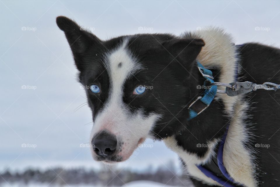 Close-up of husky