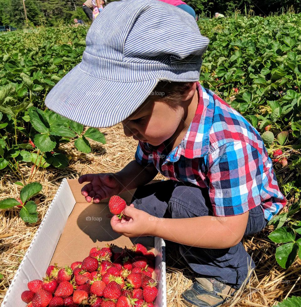 cute little boy picking fresh strawberries