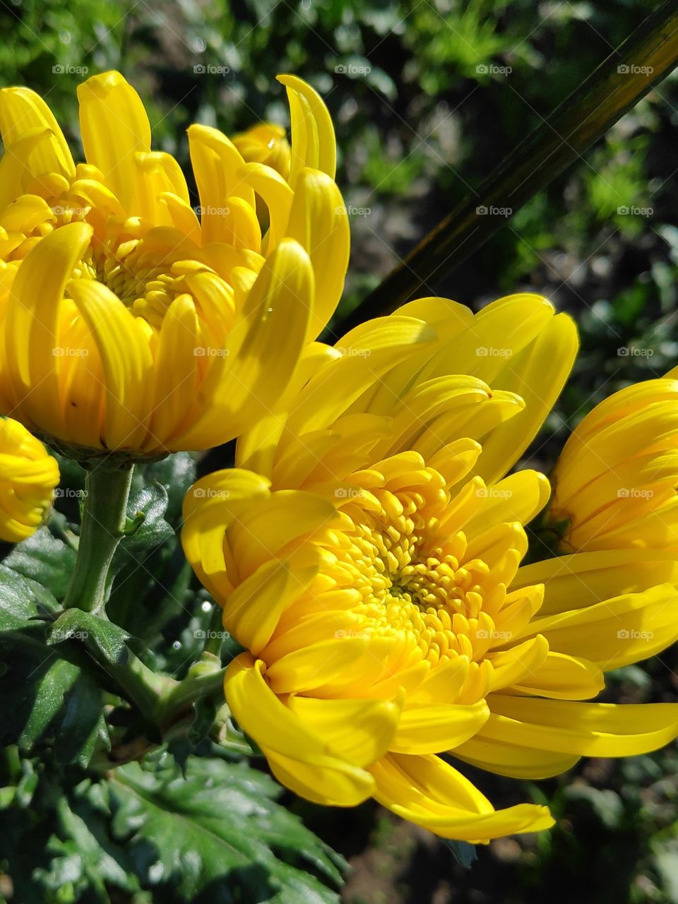 Chrysanthemum