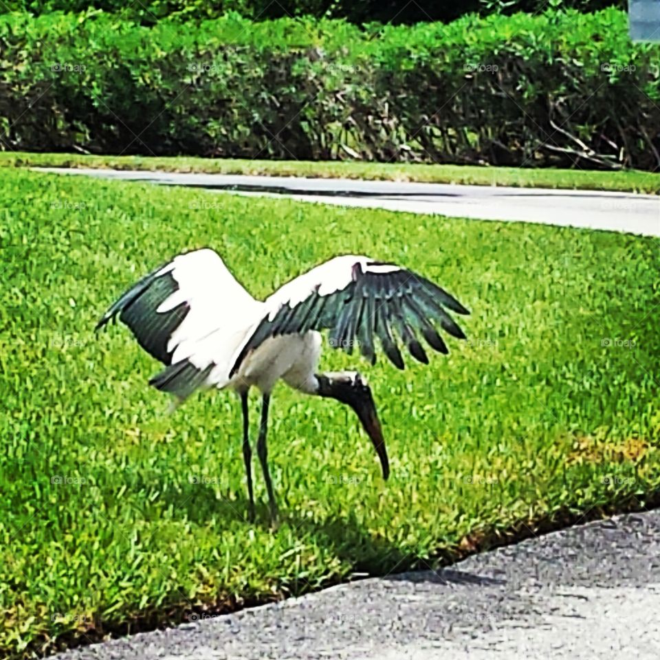 Wood Stork Sunning His Wings. these wood storks live near my home. this guy was out after the rain, sunning his wings.
