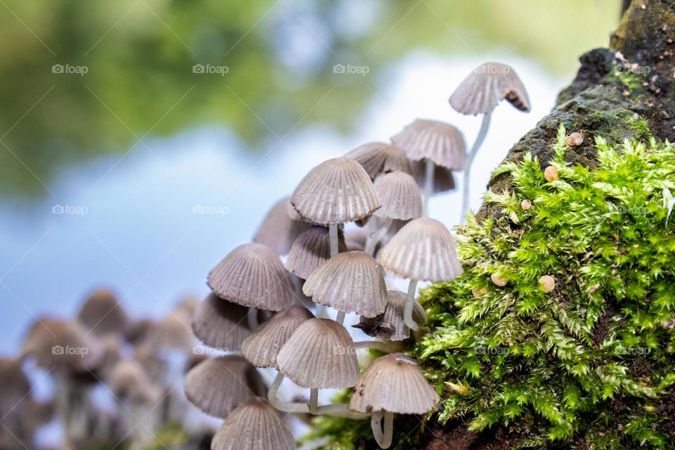 Mushrooms in nature