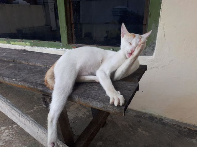 collection of cute and adorable cats