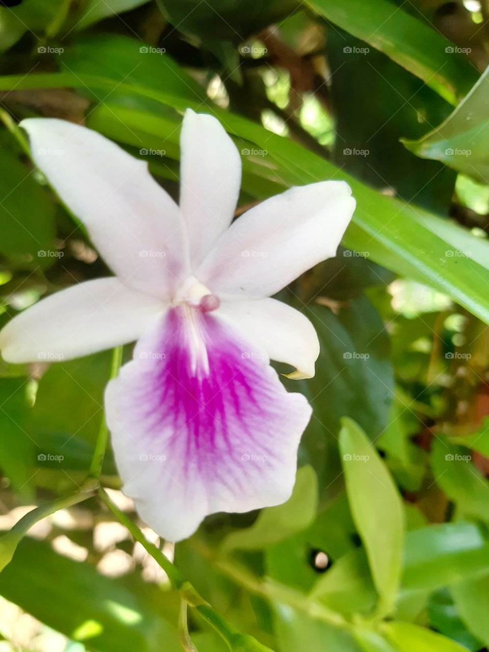 Uma linda e delicada no Jardim se destaca no verde