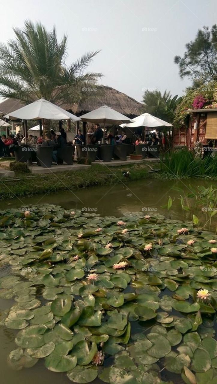 lotus pond