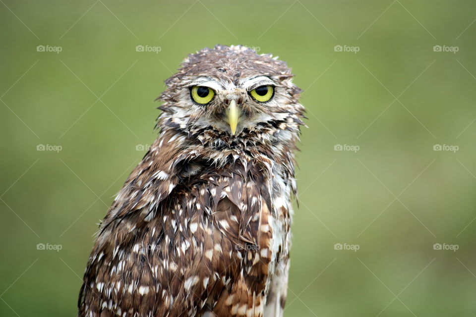 Soaked Burrowing Owl 