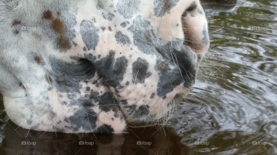 Lightning drinking some water