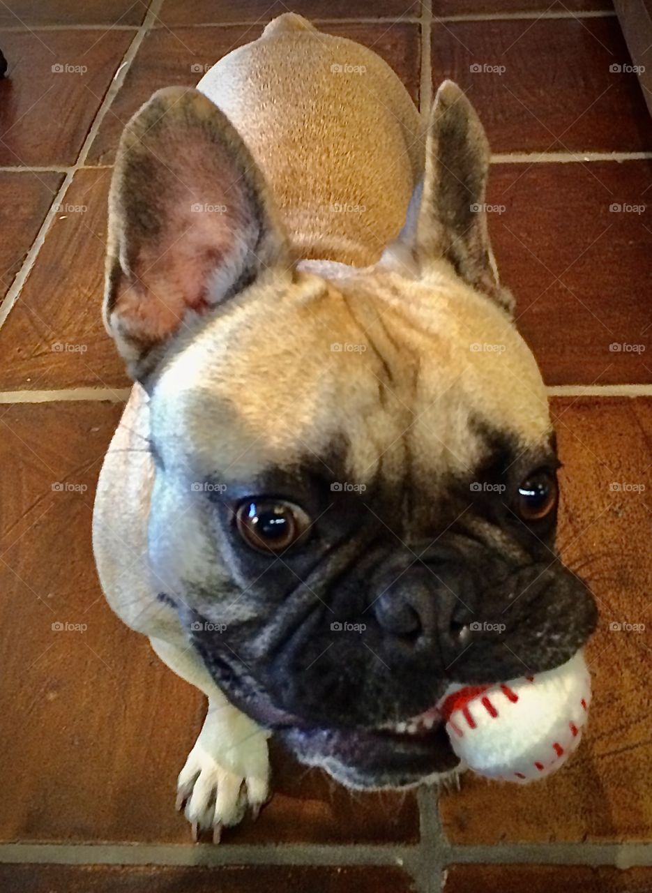 Foap Mission Dogs Of The USA! Close Head Shot Carmel Colored French Bulldog With His Baseball 🐾