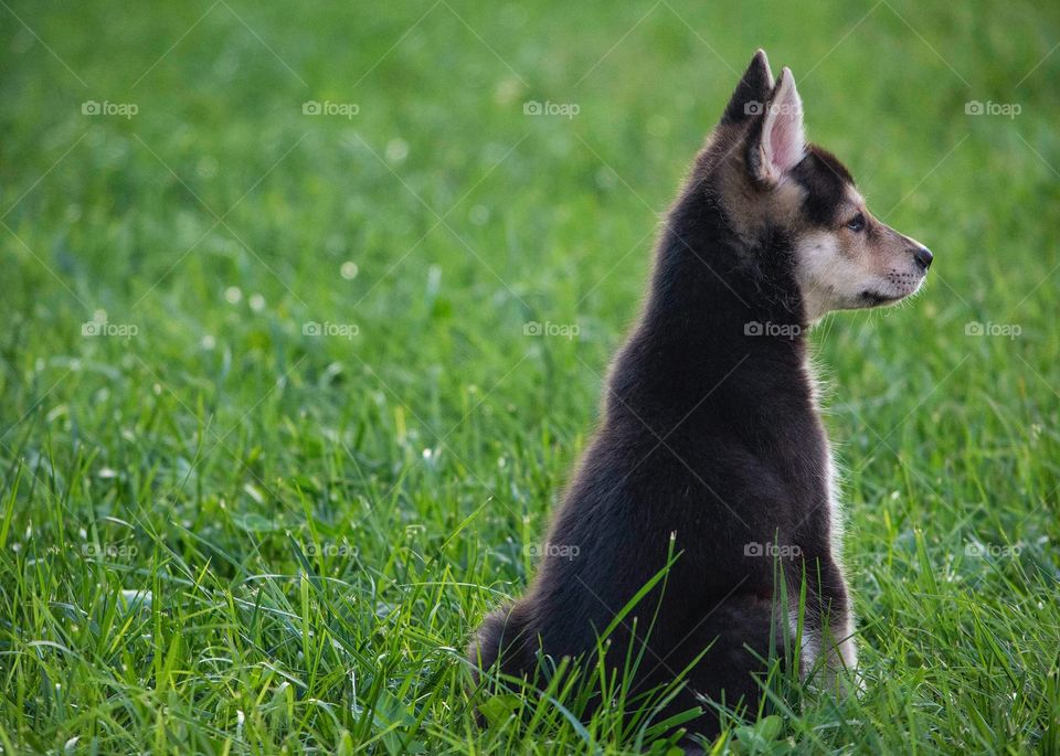 Alaskan Husky Puppy in grass field looking right 