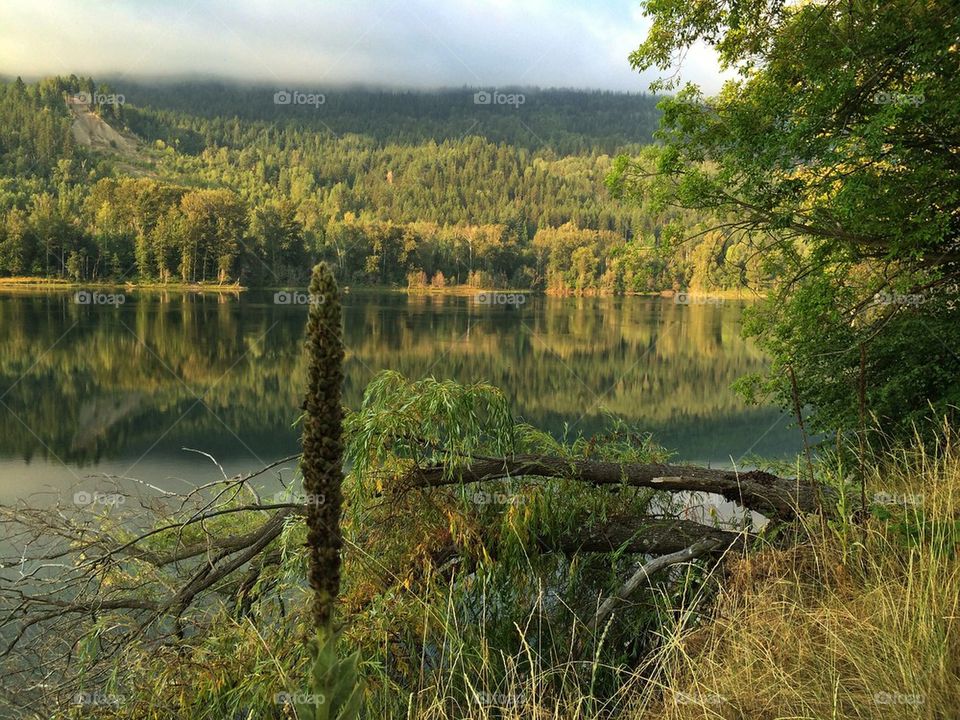 Trees reflecting in the lake in forest