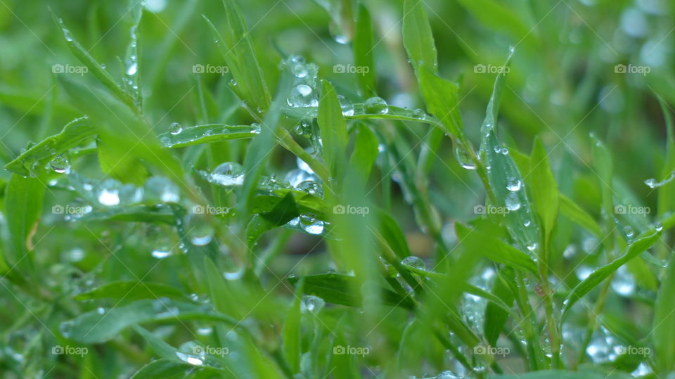 Rain drops on green grass leaves