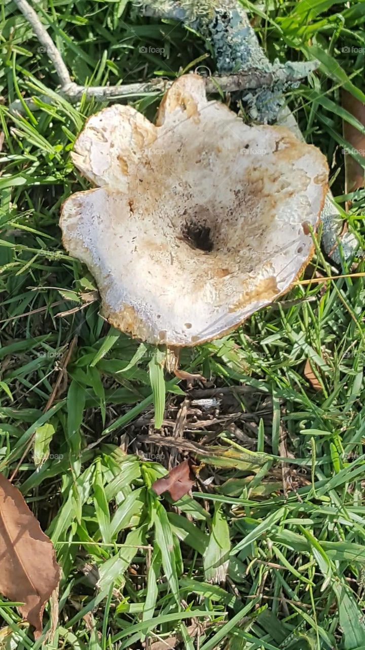 Big mushroom 
