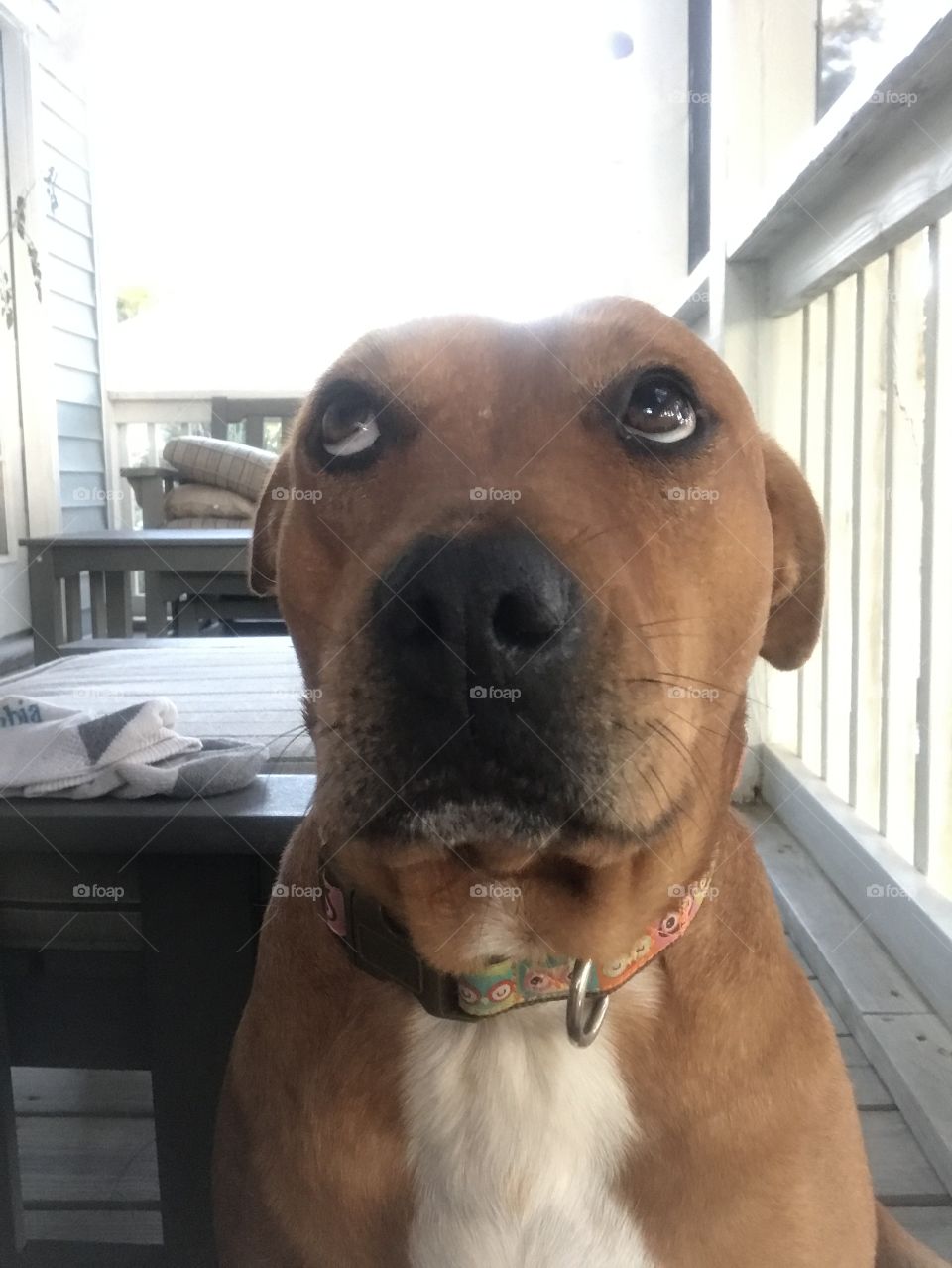 Guilty dog face