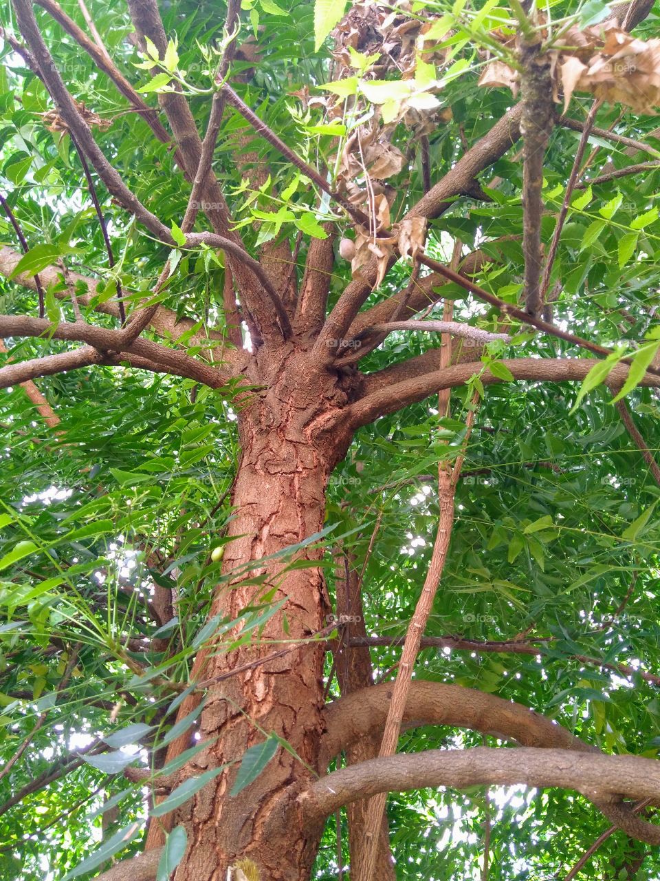 tree