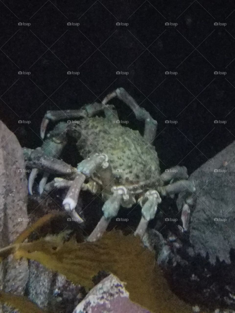 Mutant Crab