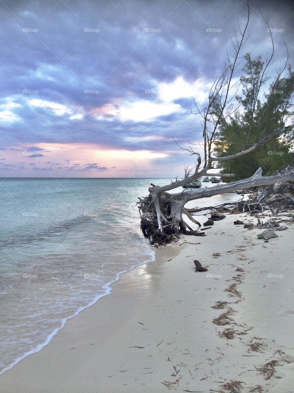 A tree falls in the Bahamas . A beautiful sunset 