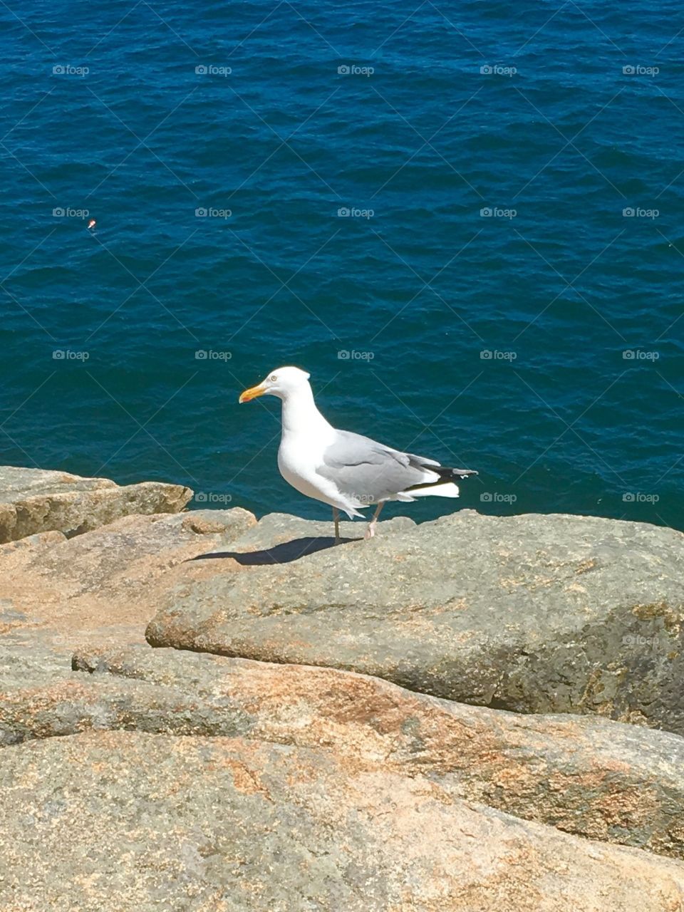 Lone seagull Bar Harbor Me