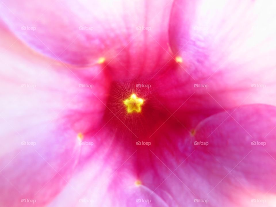 9/28/13. Pink flower in Kauai