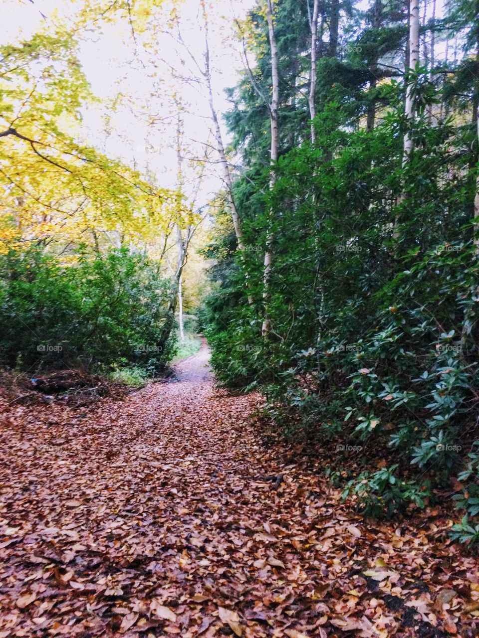 November leaves on the 'trim-trail' at Foxhills, Chertsey, Surrey, England