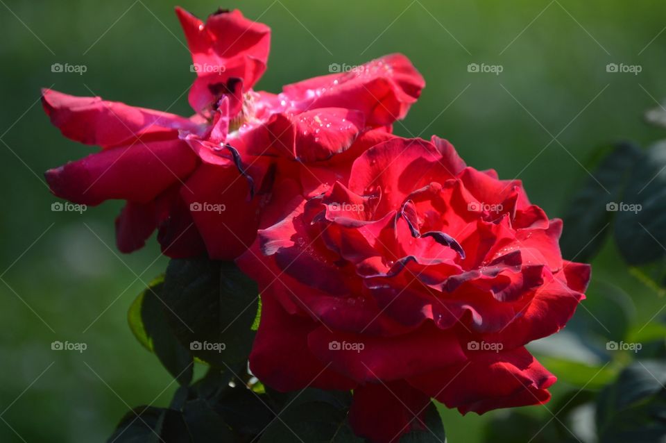 Frazzled. ❤️🌹❤️