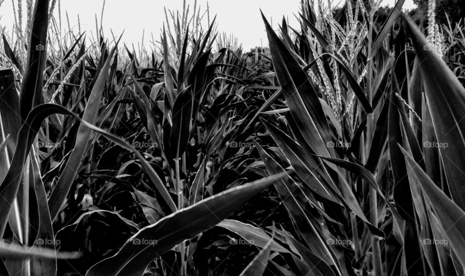 corn rows