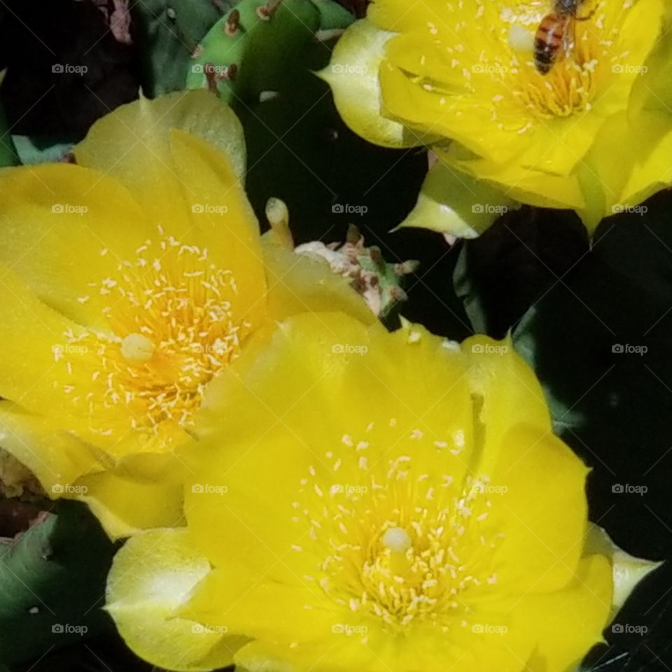 bee on cactus blossoms