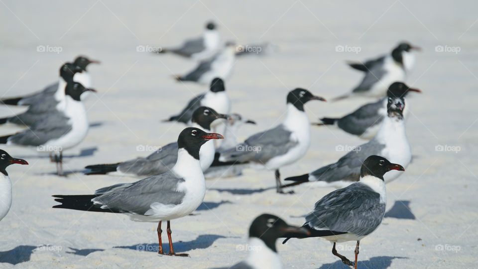 Seagulls