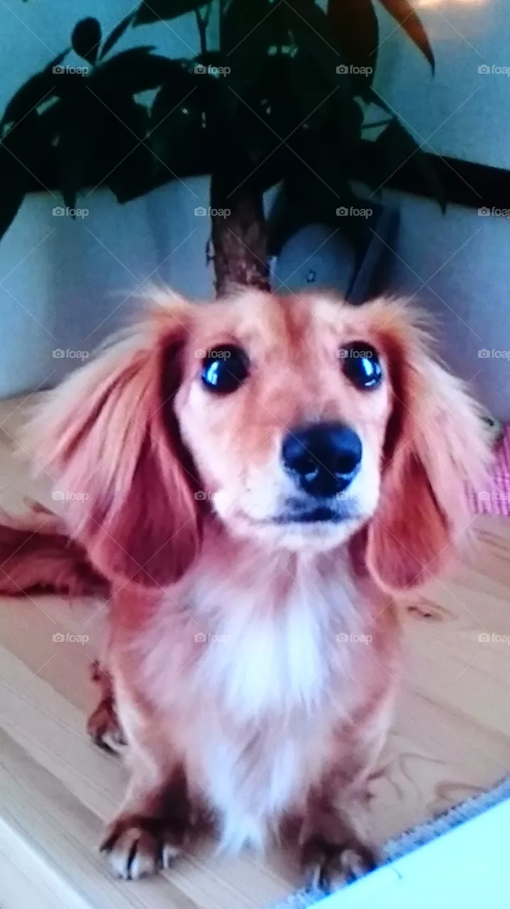 dog
