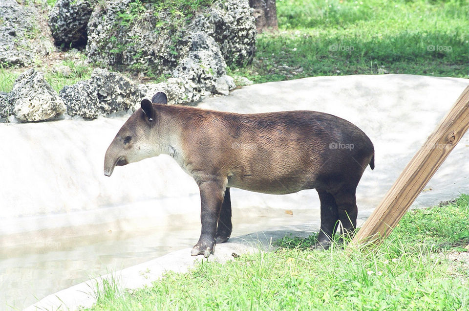 zoo metro miami tapir by militantrubberducky
