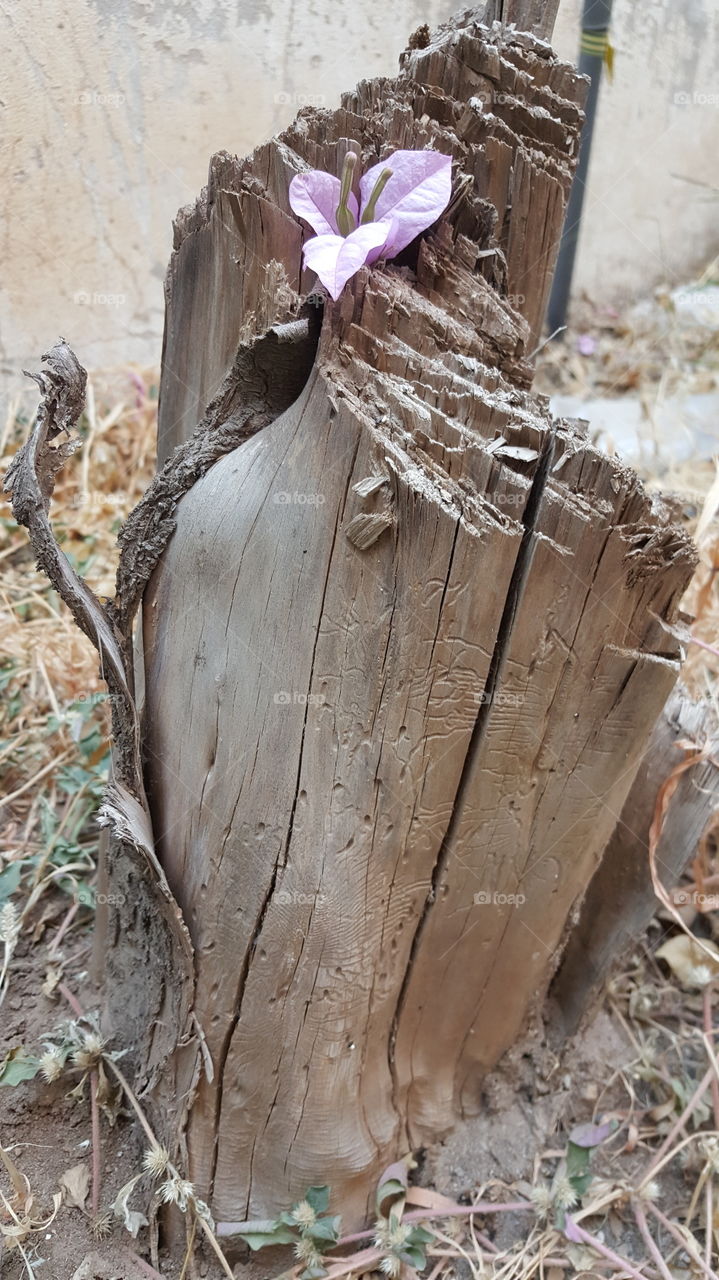 a flower grows on a tree