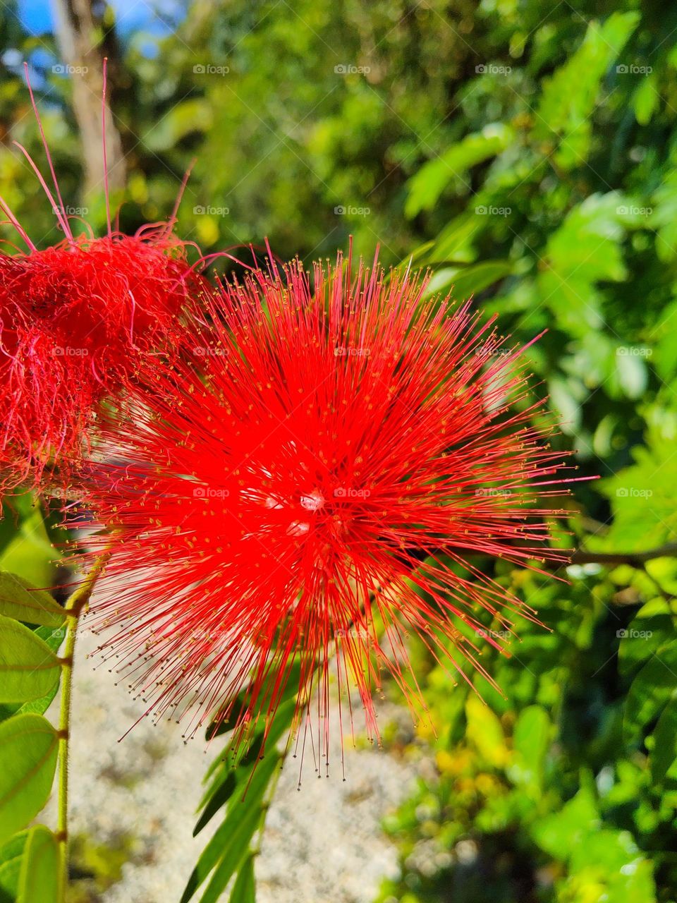 Bright scarlet red tropical flower splashed onto the green foliage bursts to life as a puffball to nourish hummingbirds and dragonflies